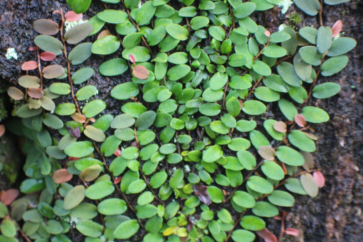 Ficus diversiformis Miq.